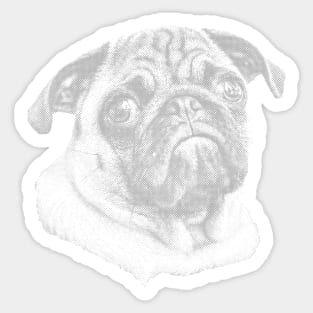 Pug (Grey) Sticker